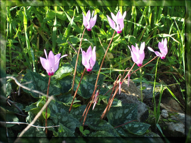 flowers